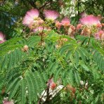 Albízia ružová (Albizia Julibrissin) - výška 250-300 cm, obvod kmeňa 6/8 cm, kont. C18L